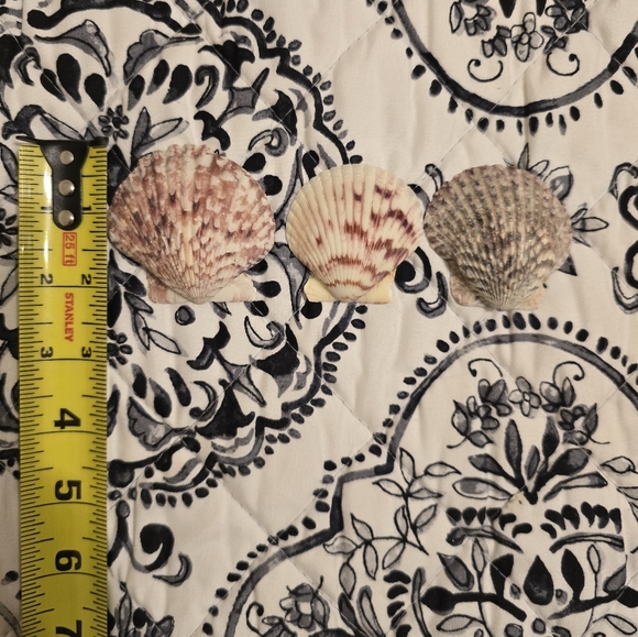 Assorted Seashell Collection 16 Pieces - Picture 7 of 11